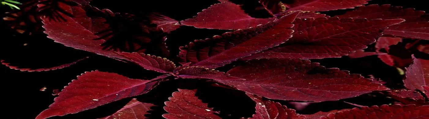 법무법인 서앤율